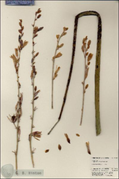 URN_catalog_HBHinton_herbarium_24263.jpg.jpg