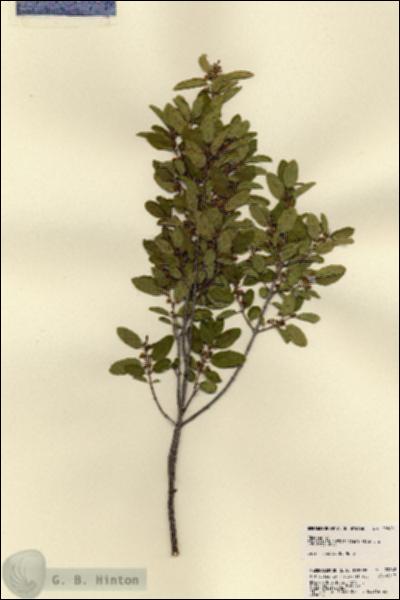 URN_catalog_HBHinton_herbarium_22862.jpg.jpg