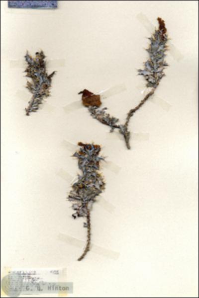URN_catalog_HBHinton_herbarium_19156.jpg.jpg