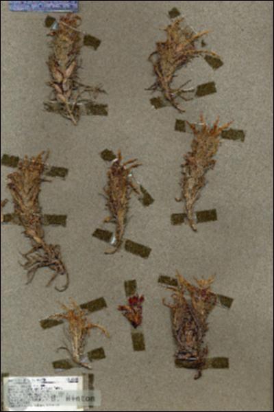 URN_catalog_HBHinton_herbarium_18258.jpg.jpg