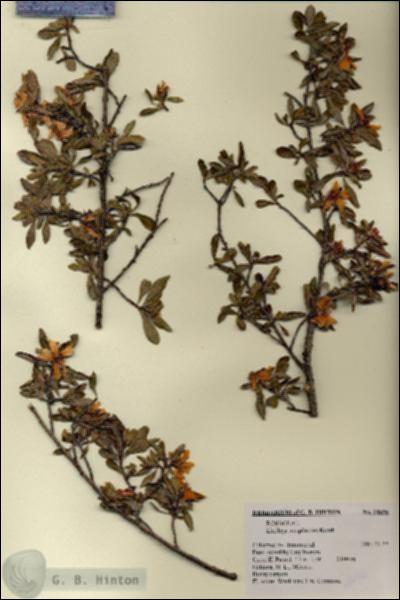 URN_catalog_HBHinton_herbarium_18696.jpg.jpg