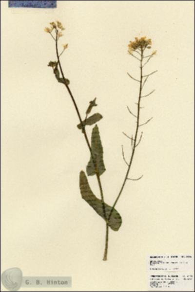 URN_catalog_HBHinton_herbarium_21796.jpg.jpg