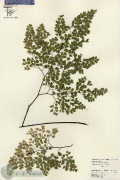 URN_catalog_HBHinton_herbarium_26253.jpg.jpg