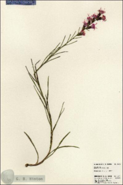 URN_catalog_HBHinton_herbarium_23775.jpg.jpg