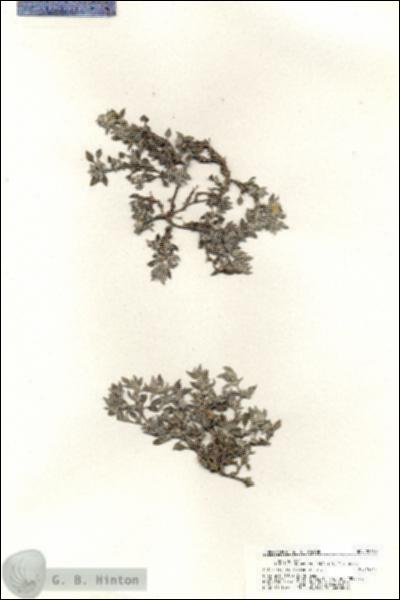 URN_catalog_HBHinton_herbarium_20765.jpg.jpg