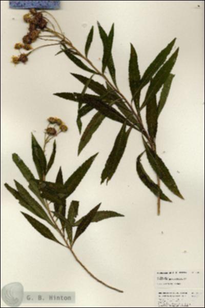 URN_catalog_HBHinton_herbarium_25002.jpg.jpg