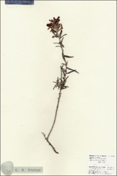URN_catalog_HBHinton_herbarium_25953.jpg.jpg