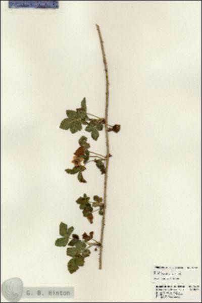 URN_catalog_HBHinton_herbarium_24078.jpg.jpg