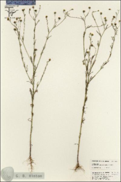 URN_catalog_HBHinton_herbarium_25573.jpg.jpg