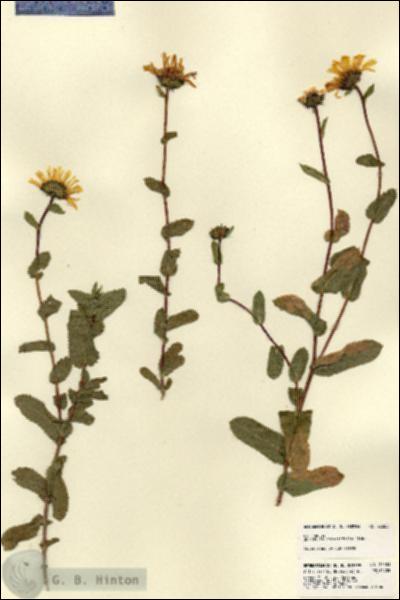 URN_catalog_HBHinton_herbarium_22383.jpg.jpg
