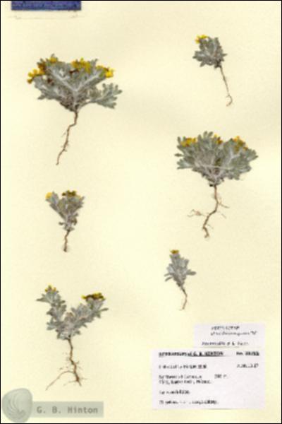 URN_catalog_HBHinton_herbarium_28785.jpg.jpg