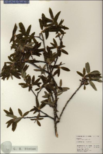 URN_catalog_HBHinton_herbarium_25294.jpg.jpg
