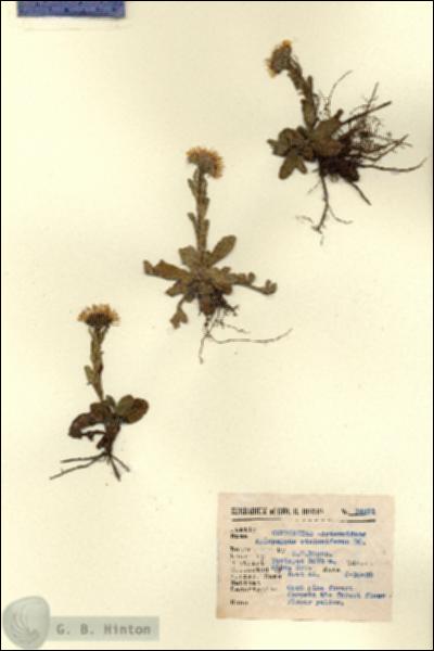 URN_catalog_HBHinton_herbarium_14291.jpg.jpg