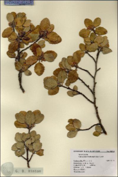URN_catalog_HBHinton_herbarium_18373.jpg.jpg