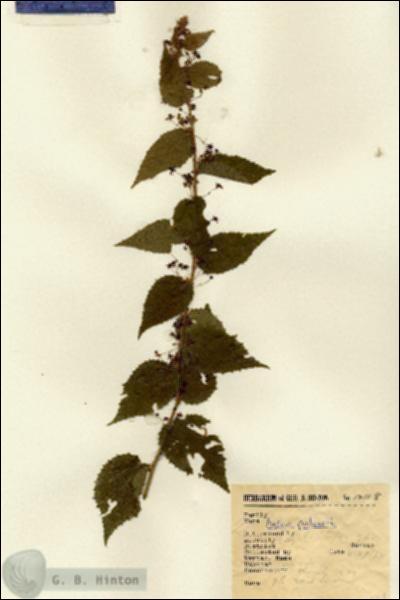 URN_catalog_HBHinton_herbarium_12118.jpg.jpg
