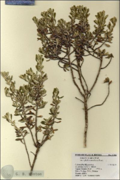URN_catalog_HBHinton_herbarium_27332.jpg.jpg