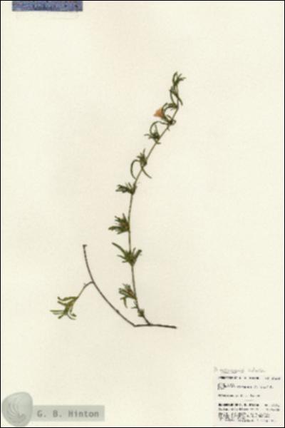 URN_catalog_HBHinton_herbarium_24262.jpg.jpg