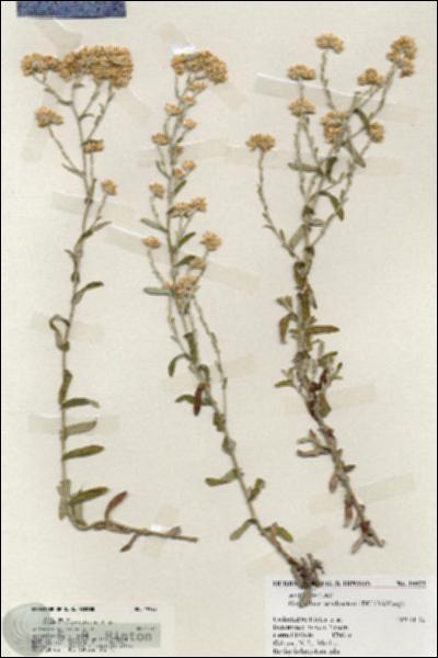 URN_catalog_HBHinton_herbarium_19923.jpg.jpg