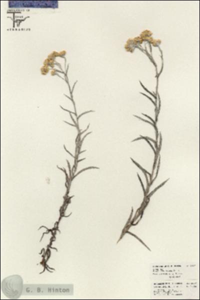 URN_catalog_HBHinton_herbarium_26400.jpg.jpg
