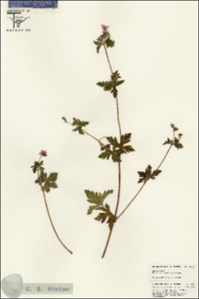 URN_catalog_HBHinton_herbarium_25419.jpg.jpg