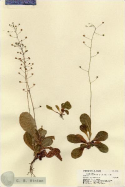 URN_catalog_HBHinton_herbarium_21480.jpg.jpg