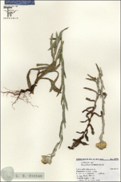 URN_catalog_HBHinton_herbarium_25550.jpg.jpg