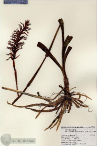 URN_catalog_HBHinton_herbarium_22938.jpg.jpg