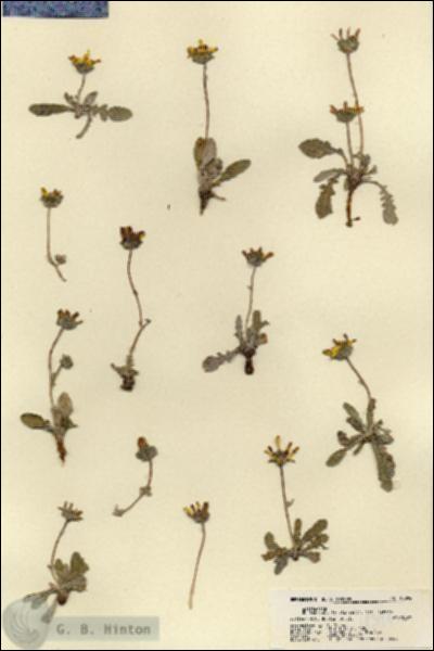 URN_catalog_HBHinton_herbarium_18394.jpg.jpg
