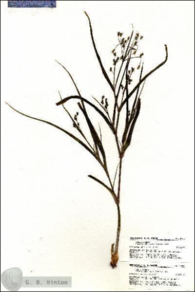 URN_catalog_HBHinton_herbarium_21055.jpg.jpg