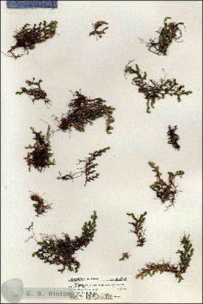 URN_catalog_HBHinton_herbarium_21112.jpg.jpg