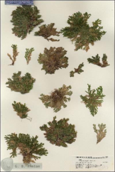 URN_catalog_HBHinton_herbarium_21393.jpg.jpg