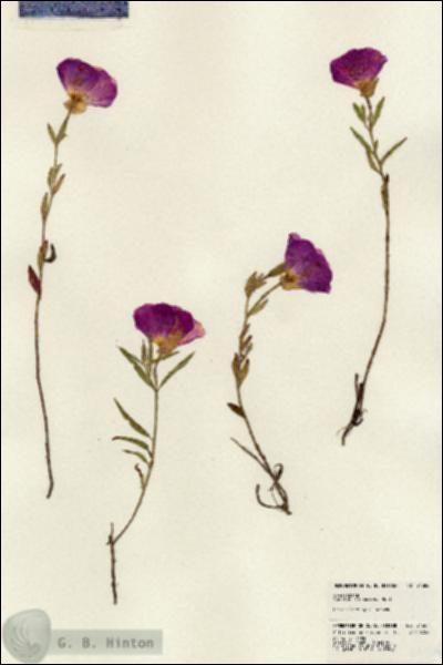 URN_catalog_HBHinton_herbarium_24384.jpg.jpg