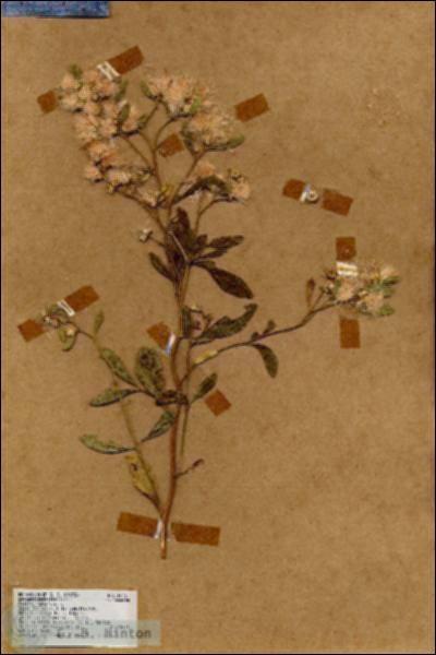 URN_catalog_HBHinton_herbarium_18066.jpg.jpg
