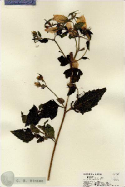 URN_catalog_HBHinton_herbarium_22561.jpg.jpg