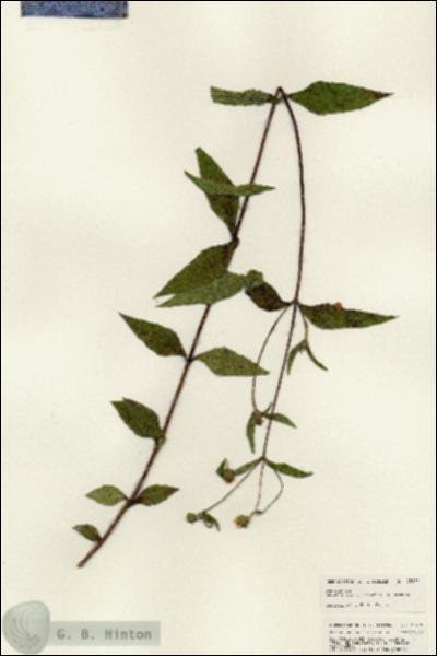 URN_catalog_HBHinton_herbarium_25472.jpg.jpg