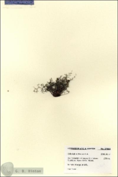 URN_catalog_HBHinton_herbarium_27864.jpg.jpg