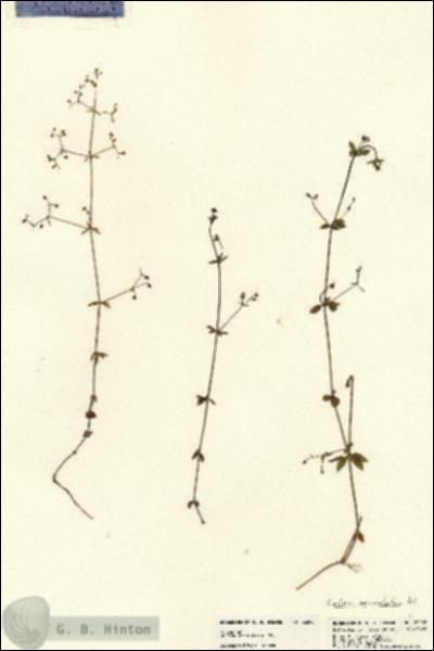 URN_catalog_HBHinton_herbarium_22208.jpg.jpg