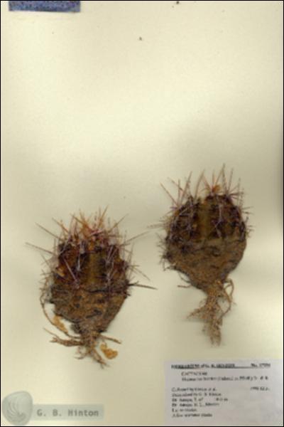 URN_catalog_HBHinton_herbarium_27331.jpg.jpg