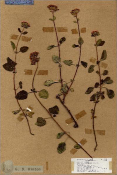 URN_catalog_HBHinton_herbarium_19005.jpg.jpg