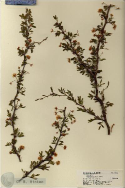 URN_catalog_HBHinton_herbarium_18401.jpg.jpg