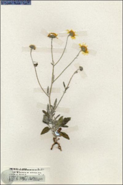URN_catalog_HBHinton_herbarium_19943.jpg.jpg