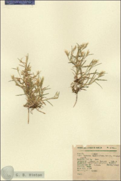 URN_catalog_HBHinton_herbarium_1761.jpg.jpg