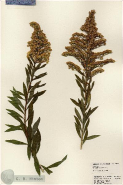 URN_catalog_HBHinton_herbarium_23813.jpg.jpg