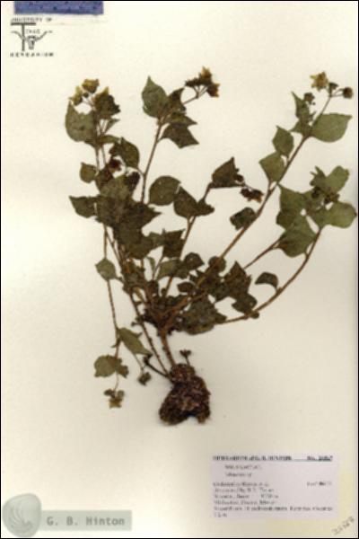 URN_catalog_HBHinton_herbarium_26567.jpg.jpg