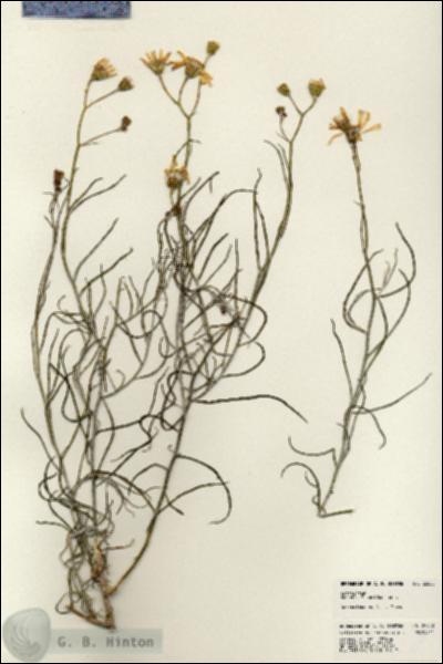URN_catalog_HBHinton_herbarium_22850.jpg.jpg