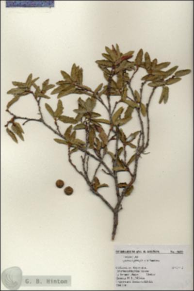 URN_catalog_HBHinton_herbarium_19682.jpg.jpg
