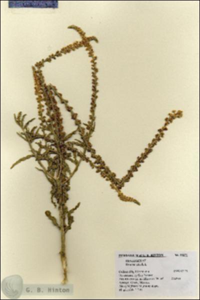 URN_catalog_HBHinton_herbarium_19371.jpg.jpg