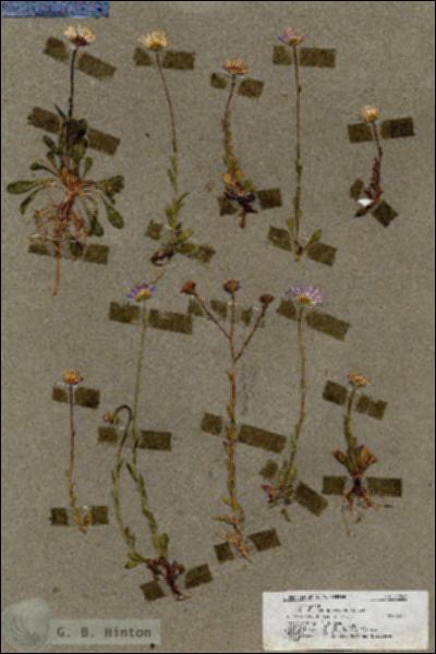 URN_catalog_HBHinton_herbarium_19843.jpg.jpg