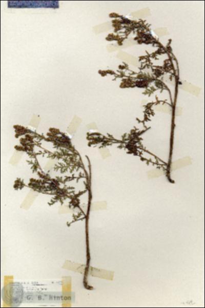 URN_catalog_HBHinton_herbarium_18223.jpg.jpg