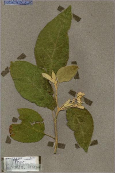 URN_catalog_HBHinton_herbarium_17602.jpg.jpg